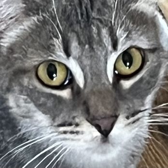 Fallbrook Animal Sanctuary - My grey tabby I adopted. I renamed him Loki, because he fit right in with my other pets and is low key! - Animal Shelters Near Me - Fallbrook, California