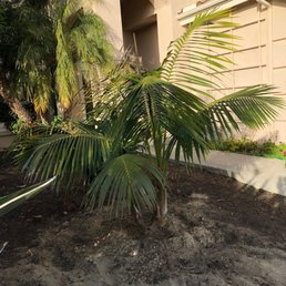 Kentia Palm delivered