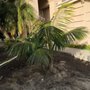Photo of Solana Select Palm Trees