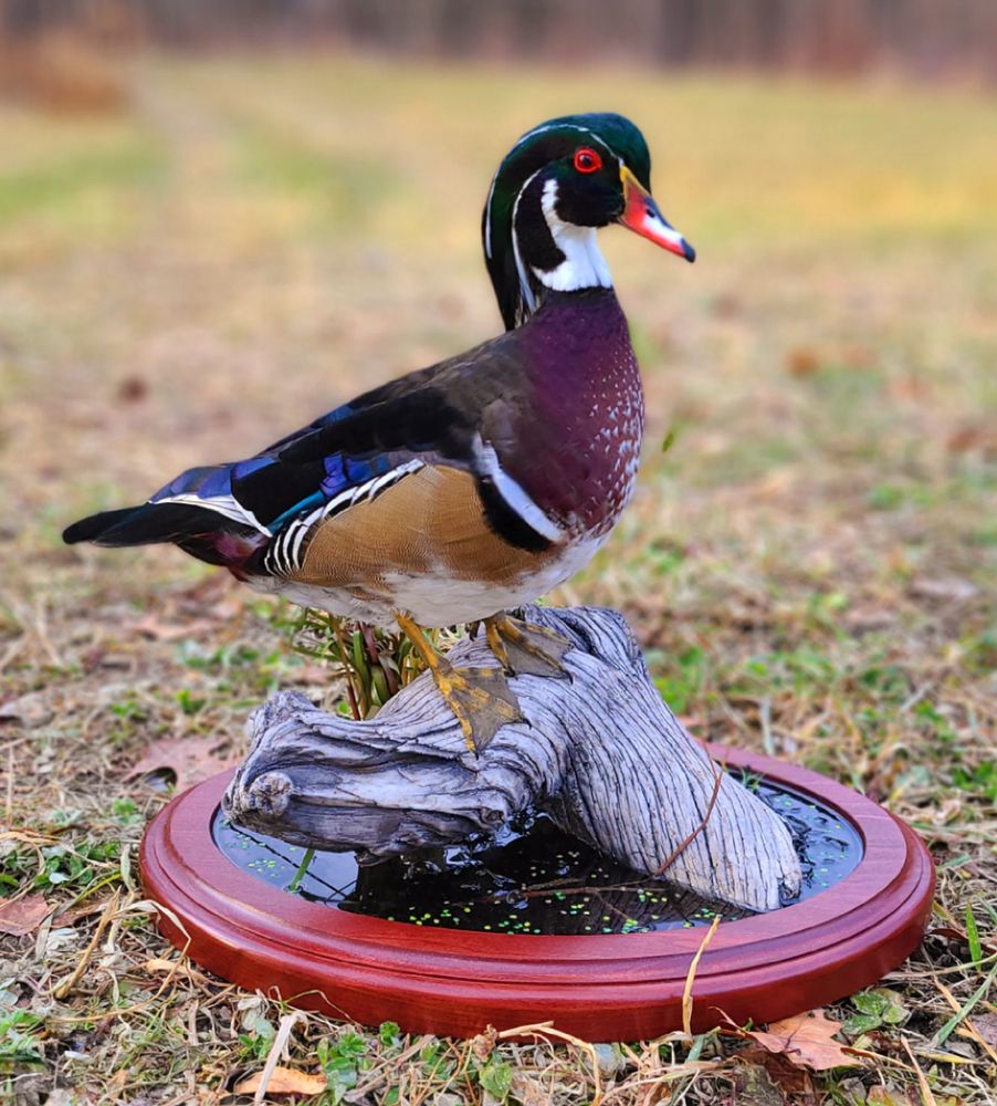 Jersey Jay's Taxidermy - taxidermy in Newton, NJ