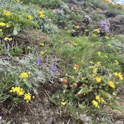 Dog Mountain Trail - The beautiful views and wildflowers.