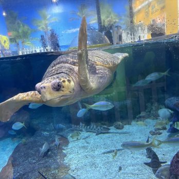 Oklahoma Aquarium - Aquariums Near Me - Jenks, Oklahoma