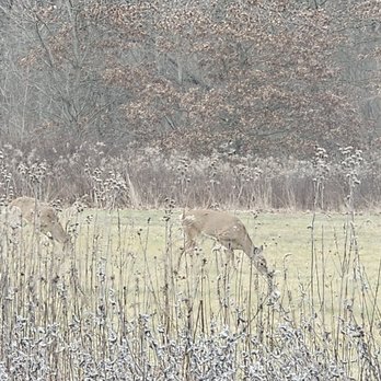 Blendon Woods Metro Park - Oh deer!! - Parks Near Me - Westerville, Ohio