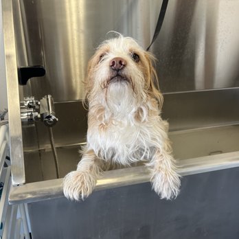 Fursace Grooming Salon - This is our pup before! When he was all scruffy hehe - Pet Groomers Near Me - San Diego, California Fursace Grooming Salon - This is our pup before! When he was all scruffy hehe - Pet Groomers Near Me - San Diego, California