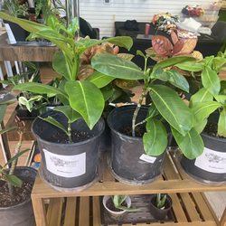 Keikilani’s Touch Of Aloha