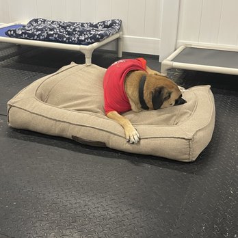 CAMP RUN-A-MUTT COLUMBUS - Updated February 2026 - 56 Photos & 11