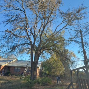 Zavala Tree Service - Tree Services Near Me Zavala Tree Service - Tree Services Near Me