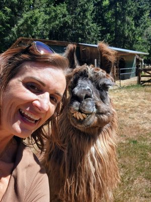 Vashon Llamas by null