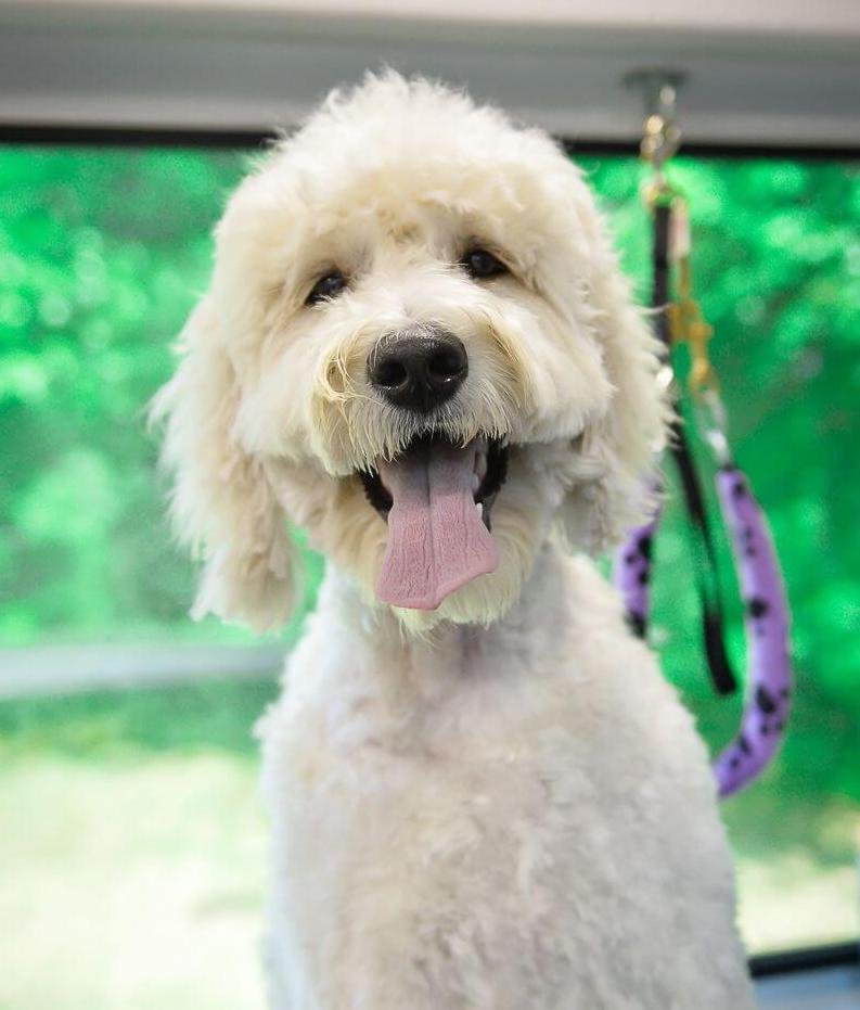 aussie pet mobile grooming cost