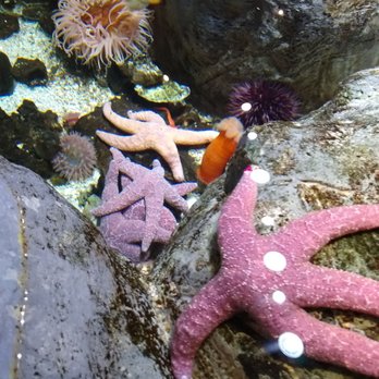 Pacific Science Center - Sea life. - Museums Near Me - Seattle, Washington Pacific Science Center - Sea life. - Museums Near Me - Seattle, Washington