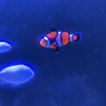 Key West Aquarium - clown fish - Aquariums Near Me - Key West, Florida