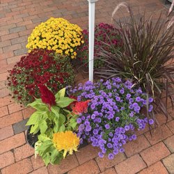 Scholl Orchards - Mums for sale