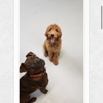 Puppy Playground - Pet Sitting Near Me - Indianapolis, Indiana Puppy Playground - Pet Sitting Near Me - Indianapolis, Indiana