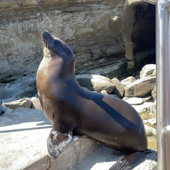 La Jolla Cove - The sea lions are used to people and will get very close to people - Parks Near Me - La Jolla, California La Jolla Cove - The sea lions are used to people and will get very close to people - Parks Near Me - La Jolla, California