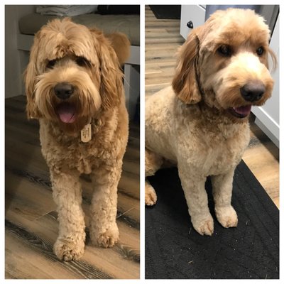 franko's dog & cat grooming