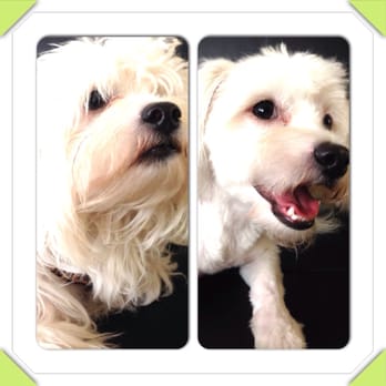 Wags To Whiskers - Pet Groomers Near Me - Long Beach, California Wags To Whiskers - Pet Groomers Near Me - Long Beach, California