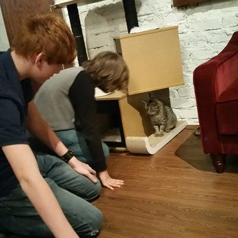 Pounce Cat Cafe - Lots of neat places to investigate with the cats - Pet Adoption Near Me - Charleston, South Carolina