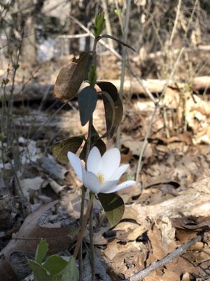 Bird Hills Nature Area by null