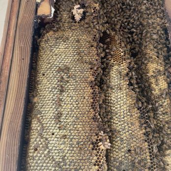 Honey Bee Rescue - Pest Control Near Me