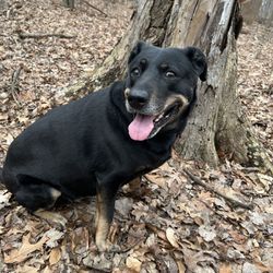 Bauervic Woods Park - My dog at Bauervic Woods Park