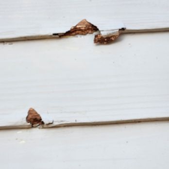 Bad Dog Enterprise - I understand that siding will have to be replaced, but an inspection shouldn't be making holes in someone's property - Pest Control Near Me - Deerfield Beach, Florida