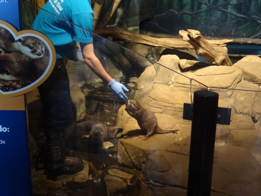 National SEA LIFE Centre Birmingham by null