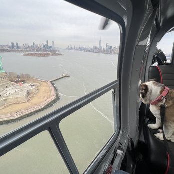 Blade Lounge West - a dog looking out the window at the statue of liberty - Airport Lounges Near Me - New York, New York