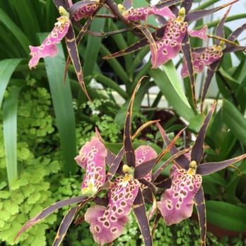 Volunteer Park Conservatory - Parks Near Me - Seattle, Washington