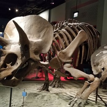 Field Museum - Museums Near Me - Chicago, Illinois