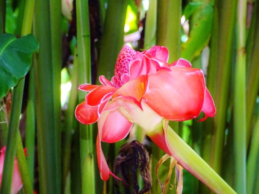 Waikamoi Nature Trailhead and Parking Area by null