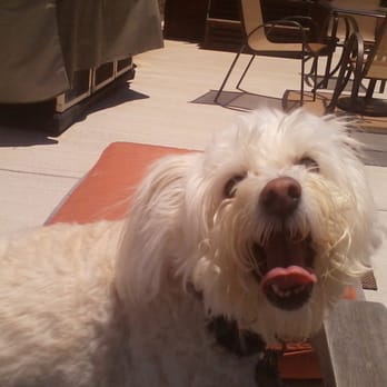 Crazy Cat Lady Pet Sitting - Dog Walkers Near Me Crazy Cat Lady Pet Sitting - Dog Walkers Near Me