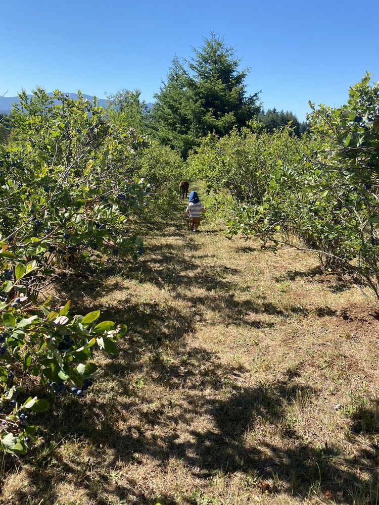 H.I. BAR FARMS 25271 S Springwater Rd, Estacada, Oregon Pick Your