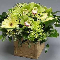 Gammage Flowers - Morning Green