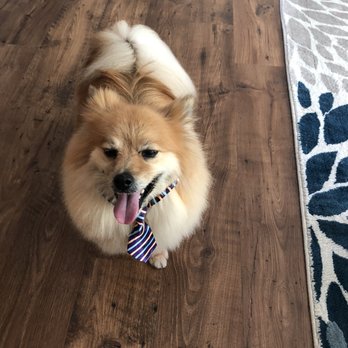 Fur Persons - Loki the German Spitz! Lindsey at Fur Persons is my groomer! - Pet Sitting Near Me - Lebanon, Tennessee
