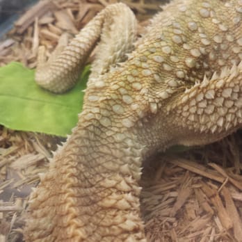 Desert Pet Center - Desert pet has this poor bearded dragon on their sales floor. It's received no vet care. - Pet Stores Near Me - Tucson, Arizona