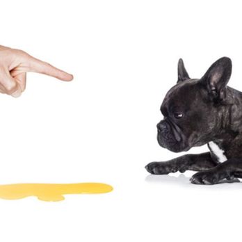 CTG Carpet-Tile-Grout Cleaning - Specializing in pet urine decontamination. - Carpet Cleaning Near Me CTG Carpet-Tile-Grout Cleaning - Specializing in pet urine decontamination. - Carpet Cleaning Near Me