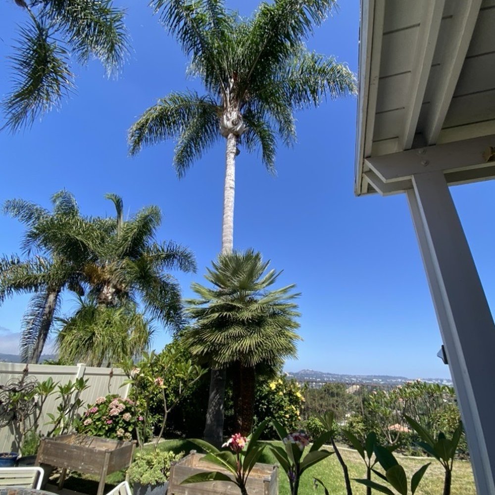 OC Tree Experts - Before palm - Tree Services Near Me