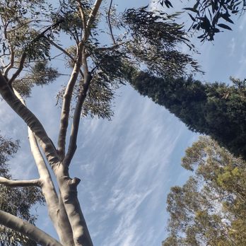 Villatoro Tree Care - After - Tree Services Near Me Villatoro Tree Care - After - Tree Services Near Me
