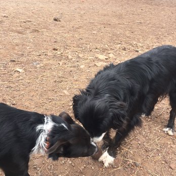 Thorpe Park - Ace n Sox loving the freedom - Dog Parks Near Me - Flagstaff, Arizona Thorpe Park - Ace n Sox loving the freedom - Dog Parks Near Me - Flagstaff, Arizona