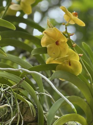 Singapore Botanic Gardens by null