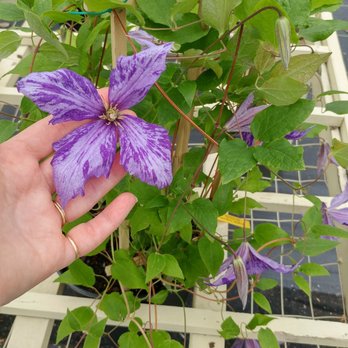 Gammon's Garden Center - Variegated clematis! - Nurseries & Gardening Near Me - Auburn, Maine