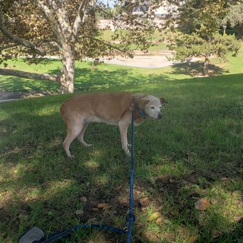 Harbor Pines Veterinary Center - Our Shiba mix at one of her last park visits. - Veterinarians Near Me - Harbor City, California Harbor Pines Veterinary Center - Our Shiba mix at one of her last park visits. - Veterinarians Near Me - Harbor City, California