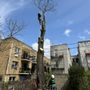 Photo of Power Tree Removal 