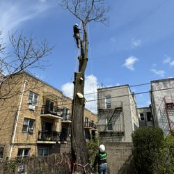 Power Tree Removal  - Tree removal