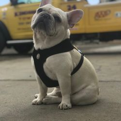 Kingsburg Towing - Guard dog on duty!