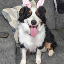 Real Life K9