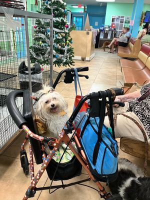 PAWS-2-HELP - Updated June 2026 - 53 Photos & 230 Reviews - 2693 Forest ...