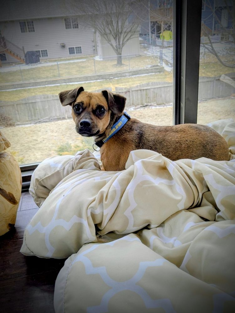 Chug Life Inn - pet boarding facility in Sioux Falls, SD