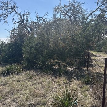 Ortiz Tree Trimming - Before - Tree Services Near Me Ortiz Tree Trimming - Before - Tree Services Near Me