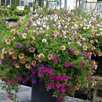 Snohomish Garden Center - Nurseries & Gardening Near Me - Snohomish, Washington Snohomish Garden Center - Nurseries & Gardening Near Me - Snohomish, Washington